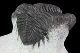 Bargain, Coltraneia Trilobite Fossil - Huge Faceted Eyes #92124-3